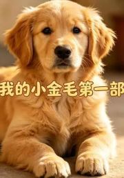 我的小金毛第一部
